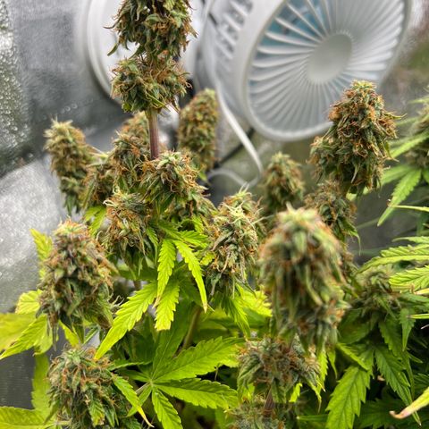 Beryl growlog timeline photo
