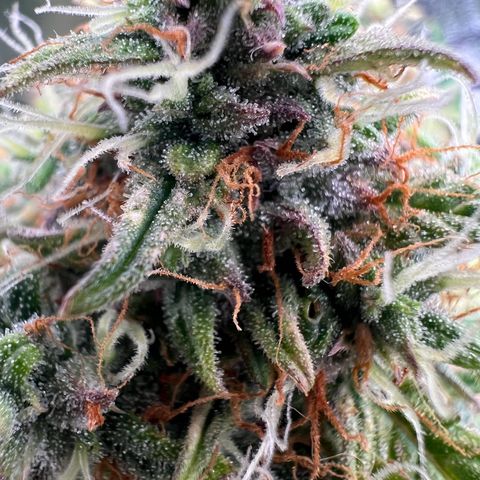 Mimi growlog timeline photo