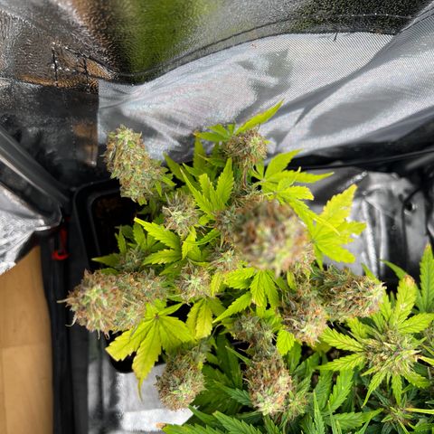 Beryl growlog timeline photo