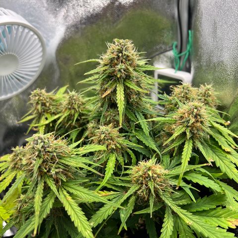 Mimi growlog timeline photo