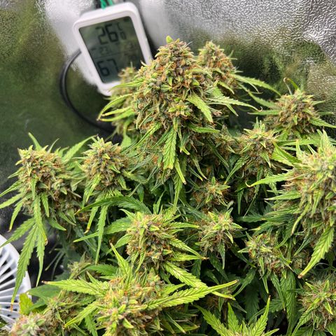 Mimi growlog timeline photo