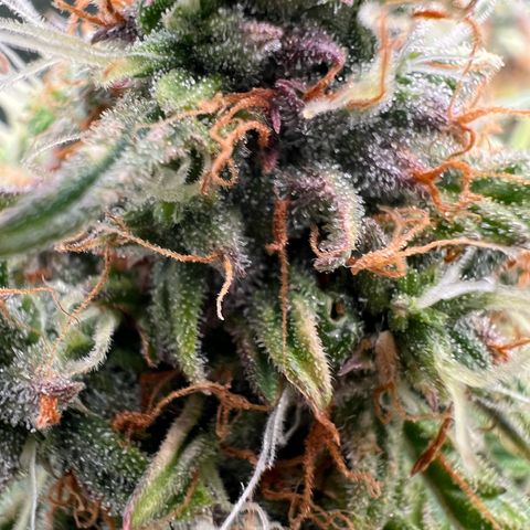 Mimi growlog timeline photo