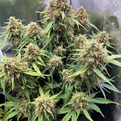 Mimi growlog timeline photo