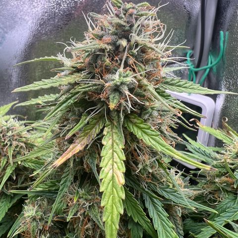 Mimi growlog timeline photo