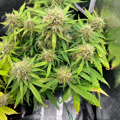 Mimi growlog timeline photo