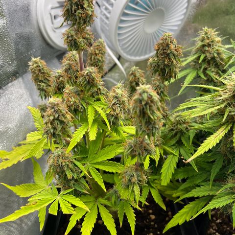 Beryl growlog timeline photo