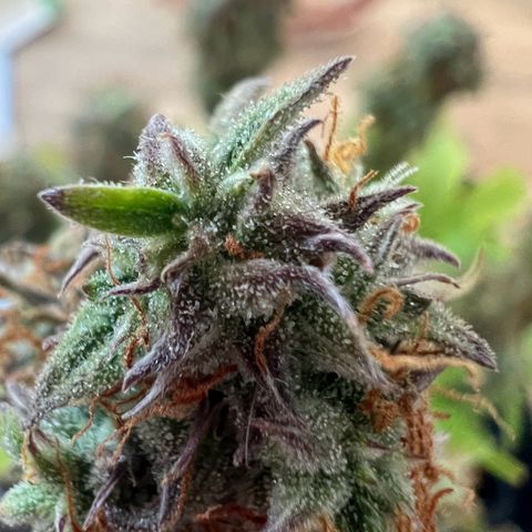 Beryl growlog timeline photo