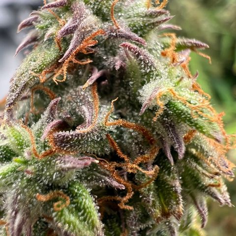 Beryl growlog timeline photo