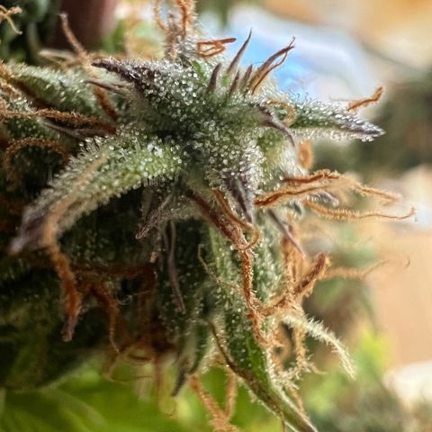 Beryl growlog timeline photo