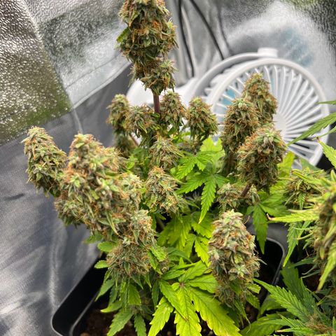 Beryl growlog timeline photo