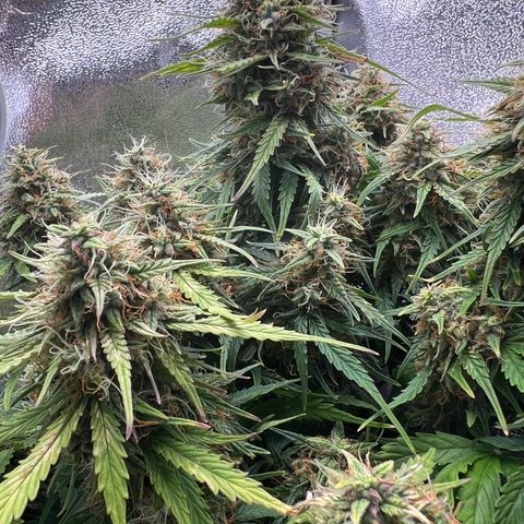 Mimi growlog timeline photo