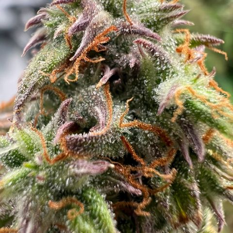 Beryl growlog timeline photo