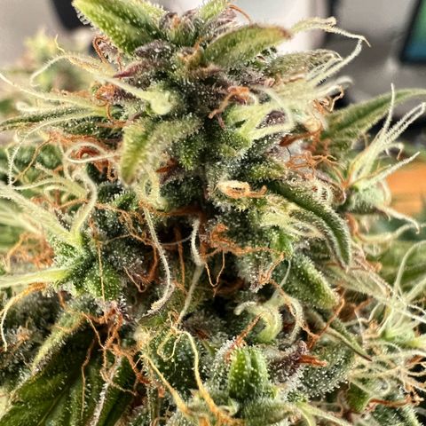 Mimi growlog timeline photo