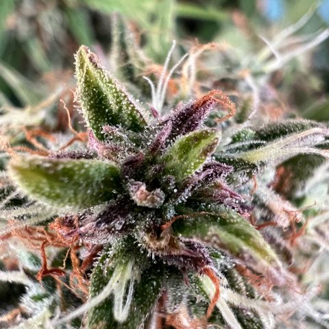 Mimi growlog timeline photo