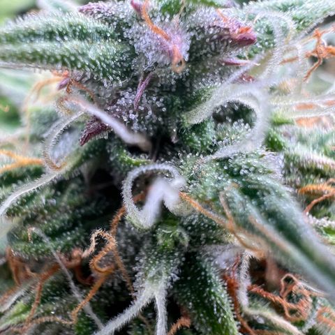 Mimi growlog timeline photo