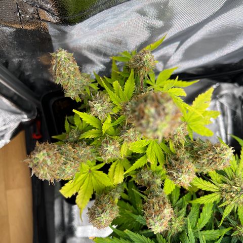 Beryl growlog timeline photo