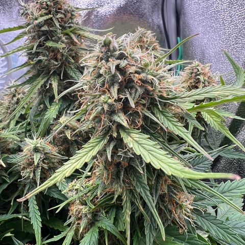 Mimi growlog timeline photo