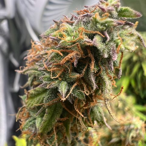 Beryl growlog timeline photo