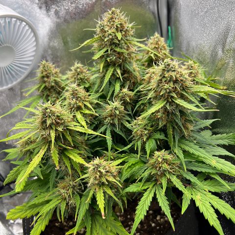 Mimi growlog timeline photo