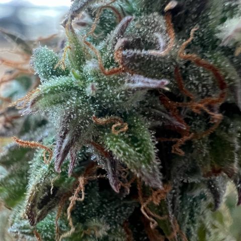 Beryl growlog timeline photo