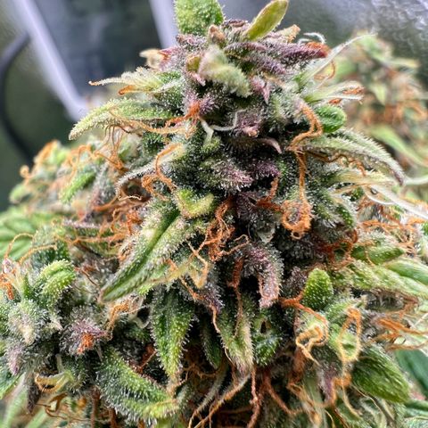 Mimi growlog timeline photo