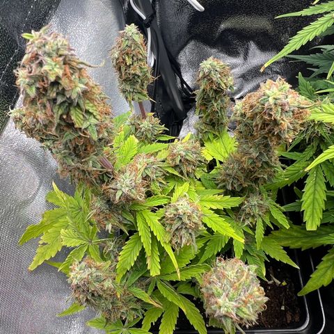 Beryl growlog timeline photo