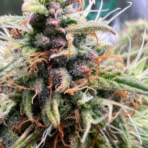 Mimi growlog timeline photo