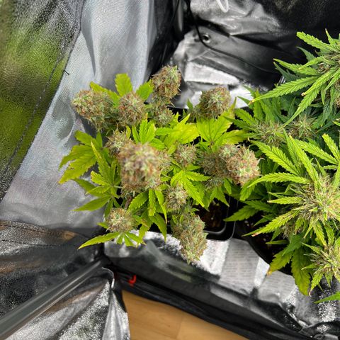 Beryl growlog timeline photo