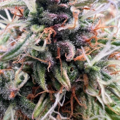Mimi growlog timeline photo