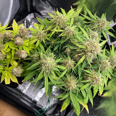 Mimi growlog timeline photo