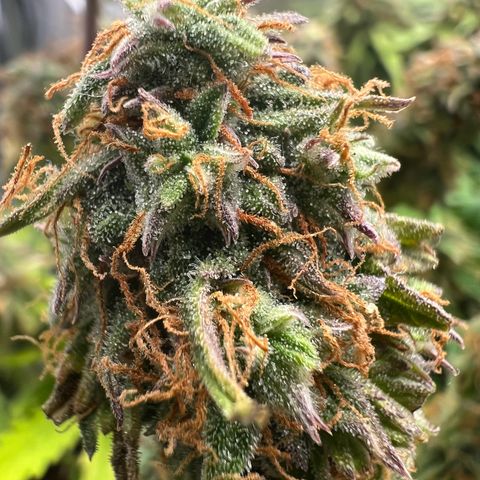 Beryl growlog timeline photo