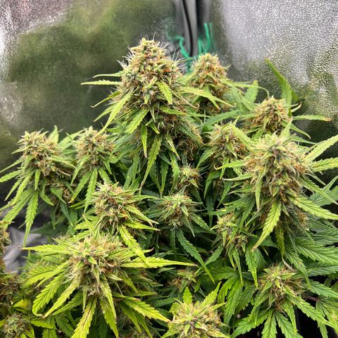 Mimi growlog timeline photo