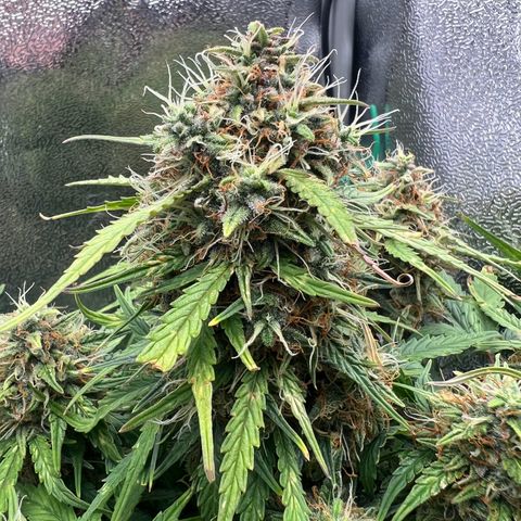 Mimi growlog timeline photo