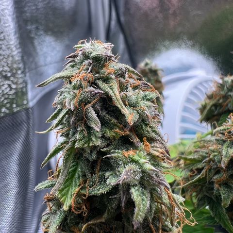 Beryl growlog timeline photo