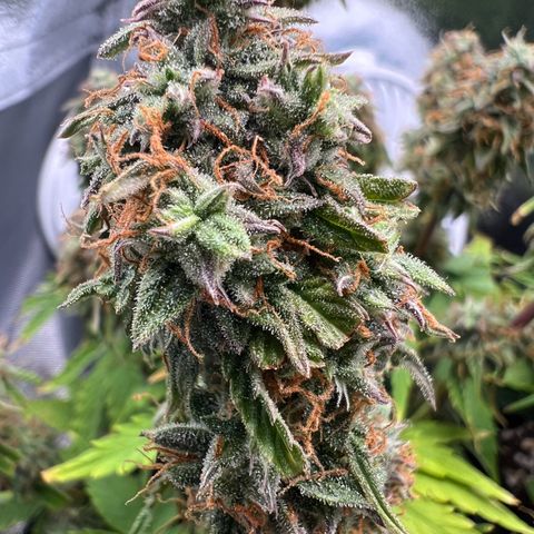 Beryl growlog timeline photo