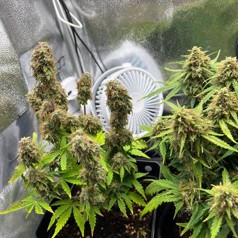 Beryl growlog timeline photo