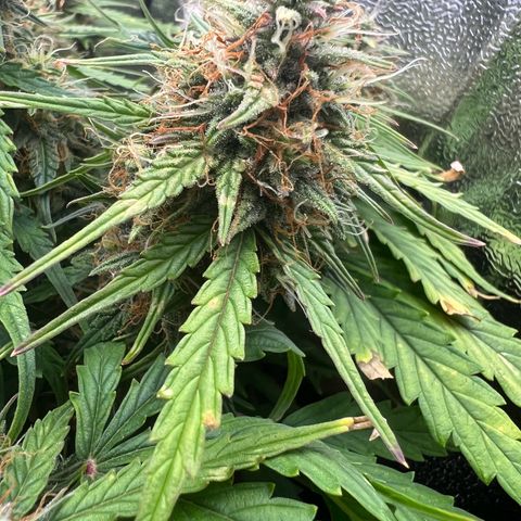 Mimi growlog timeline photo