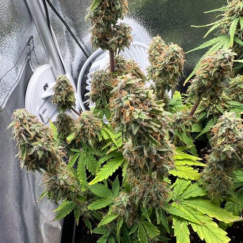 Beryl growlog timeline photo