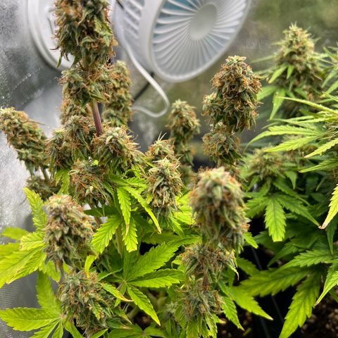 Beryl growlog timeline photo