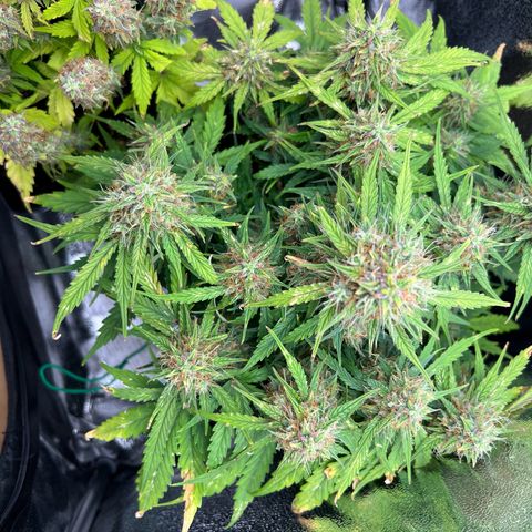 Mimi growlog timeline photo