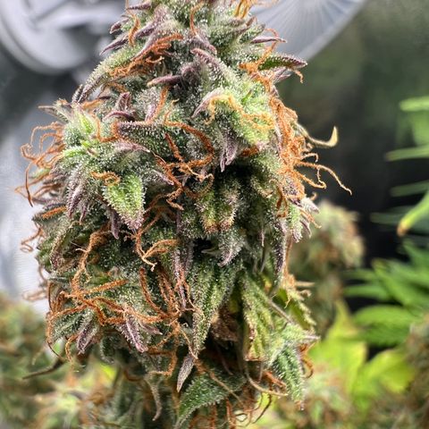Beryl growlog timeline photo