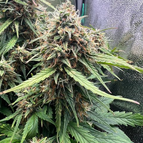 Mimi growlog timeline photo