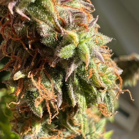 Beryl growlog timeline photo