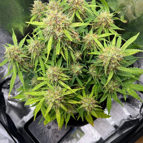 Mimi growlog timeline photo