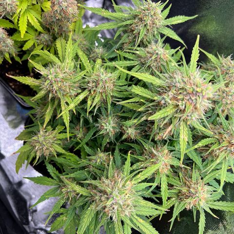 Mimi growlog timeline photo