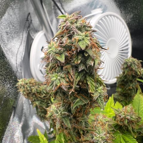 Beryl growlog timeline photo