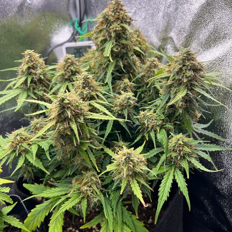 Mimi growlog timeline photo
