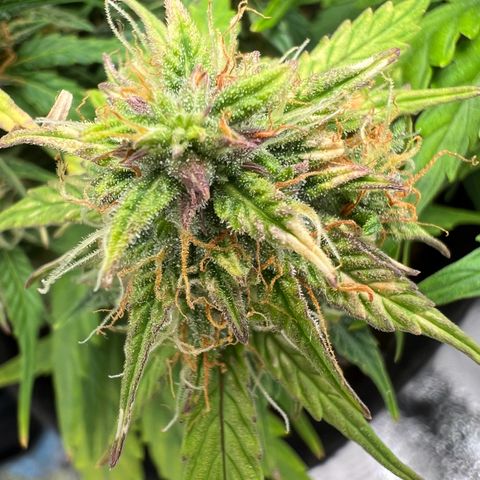 Mimi growlog timeline photo