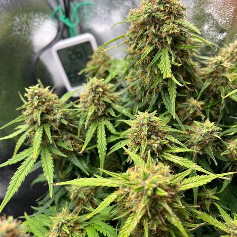 Mimi growlog timeline photo