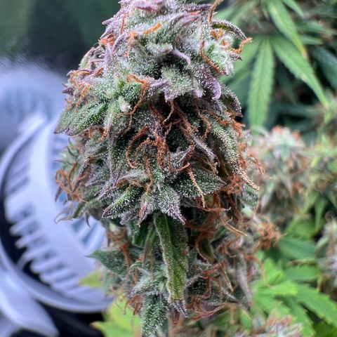 Beryl growlog timeline photo